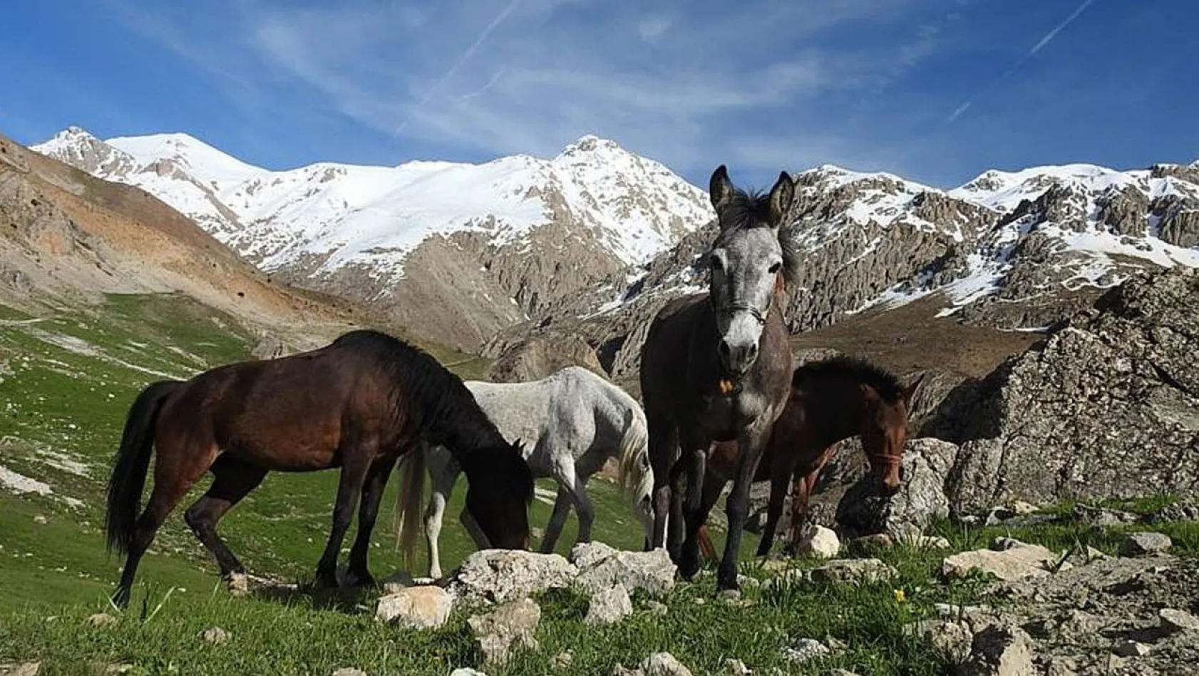 Munzur Dağları'ndaki Yılkı Atları Görüntülendi