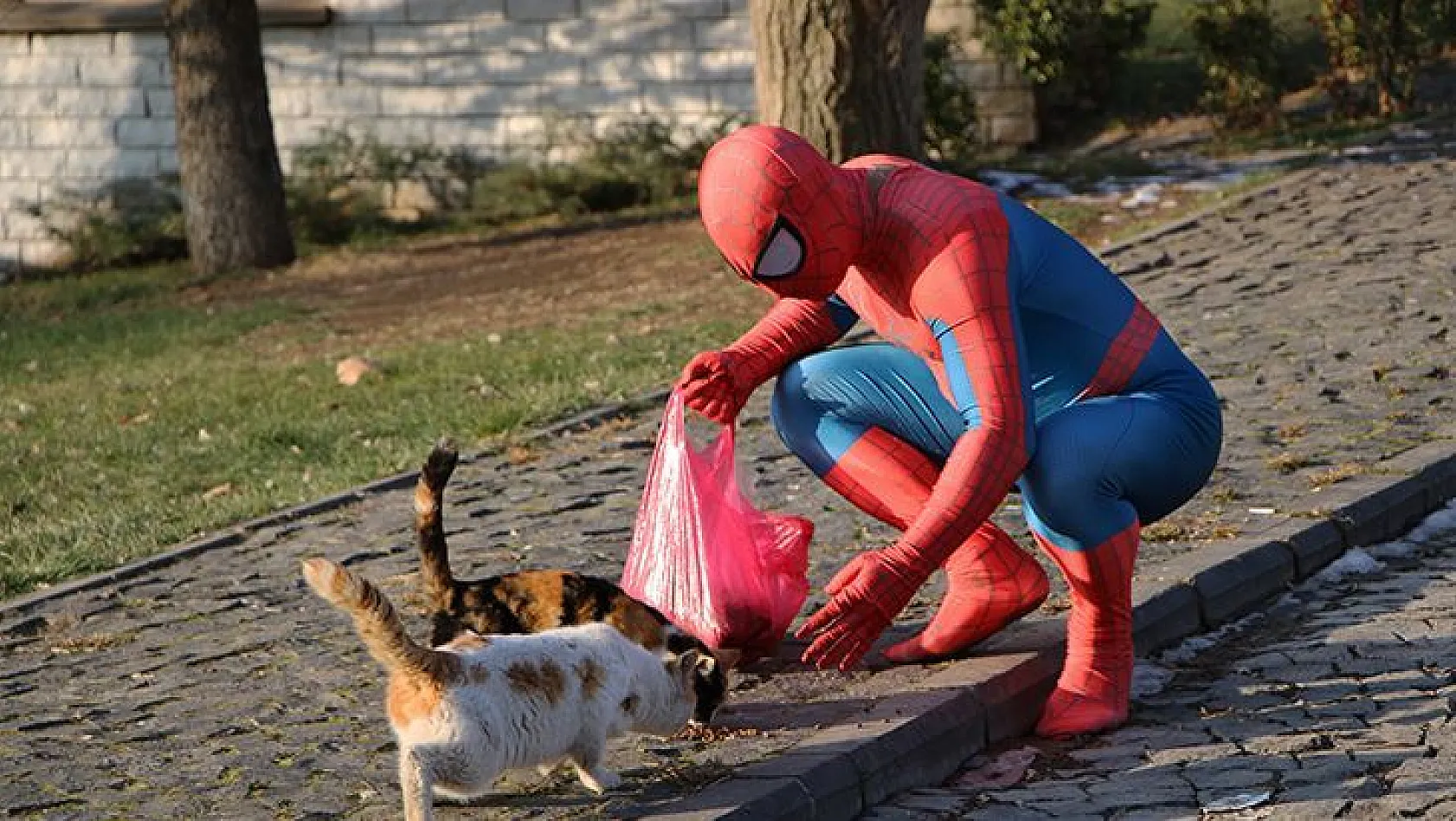 'Örümcek Adam' Sokak Hayvanlarının Kahramanı Oldu