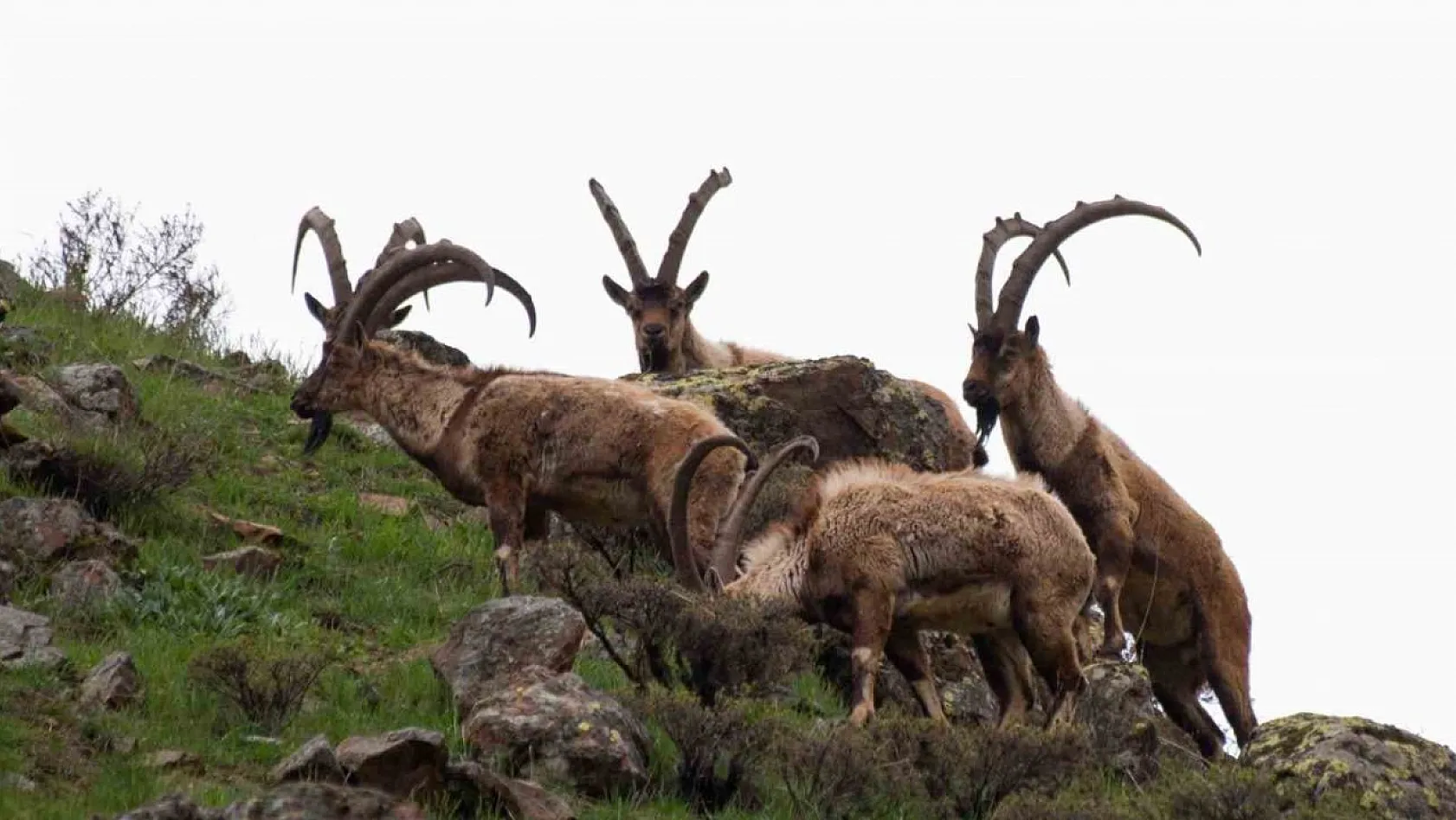 Tunceli'de boz ayı ailesi ve yaban keçileri görüntülendi
