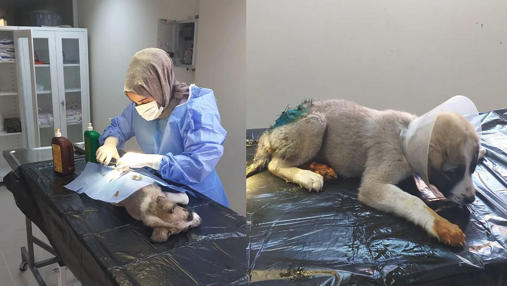 Yaralı Halde Bulunan Yavru Köpek Tedavi Altına Alındı