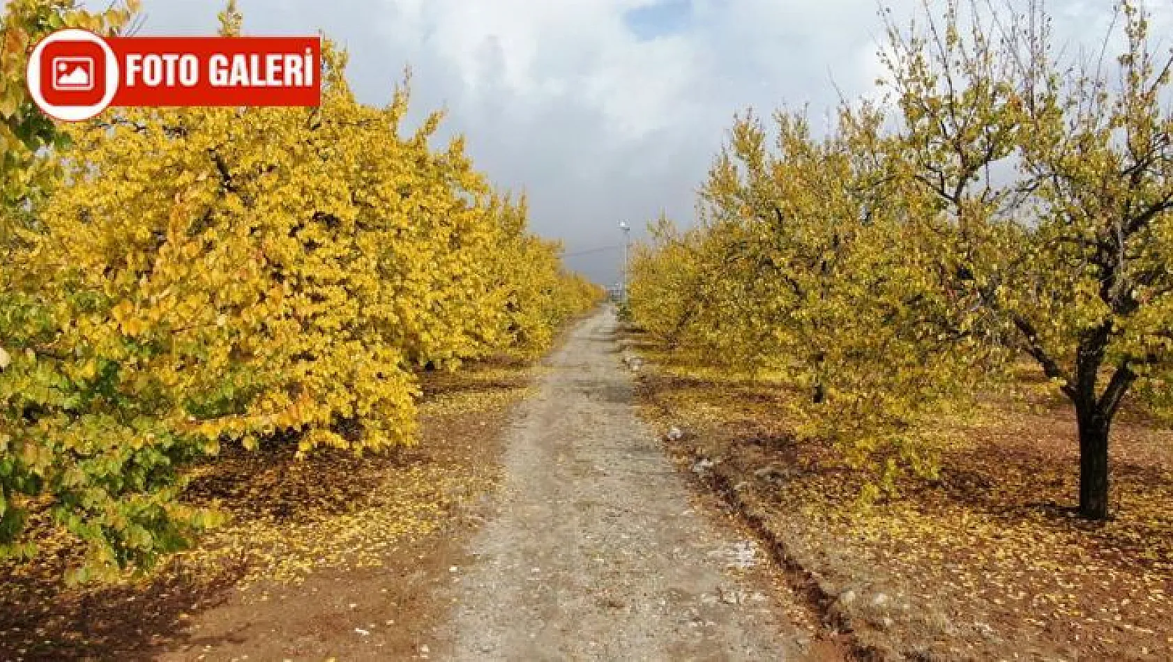Elazığ'da 'altın yaprakların' sonbahar güzelliği