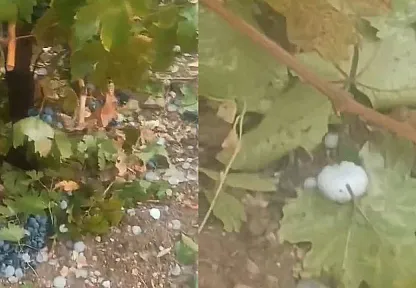 Elazığ'da Dolu Üzüm Bağlarını Vurdu