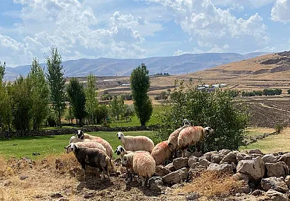 Sürüden ayrılan koyunlar vatandaş ve jandarma iş birliği ile bulundu
