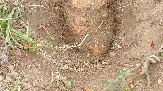 Tam Bir Şifa Deposu, Baskil'in vazgeçilmezi Pazarlarda Satılmaya Başladı