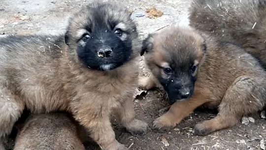 Milletvekili Demirbağ, Yürekleri Isıtan O Elazığlı İle Buluştu