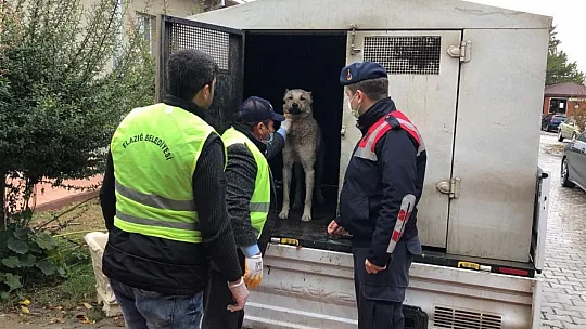 Elazığ'daki Skandal Görüntüye Jandarmadan Anında Müdahale