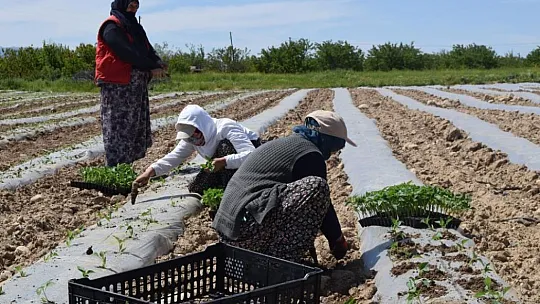 Elazığ'da Deprem Tarımı da Vurdu