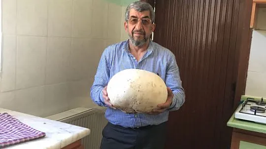 Elazığ'da Köylüler Dev Bir Mantar Buldu
