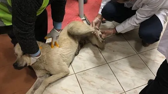 Elazığ'daki Skandal Görüntüye Jandarmadan Anında Müdahale