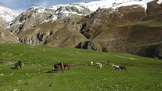 Munzur Dağları'ndaki Yılkı Atları Görüntülendi