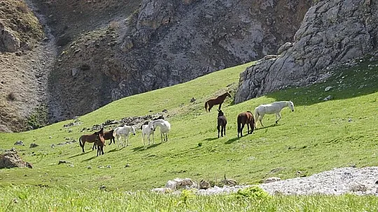 Munzur Dağları'ndaki Yılkı Atları Görüntülendi
