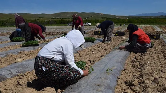 Elazığ'da Deprem Tarımı da Vurdu