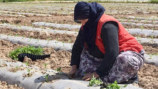 Elazığ'da Deprem Tarımı da Vurdu