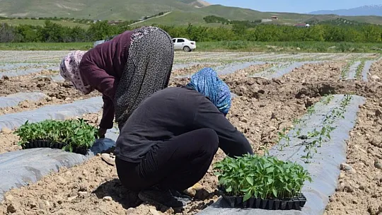 Elazığ'da Deprem Tarımı da Vurdu