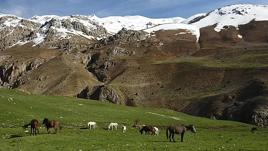 Munzur Dağları'ndaki Yılkı Atları Görüntülendi