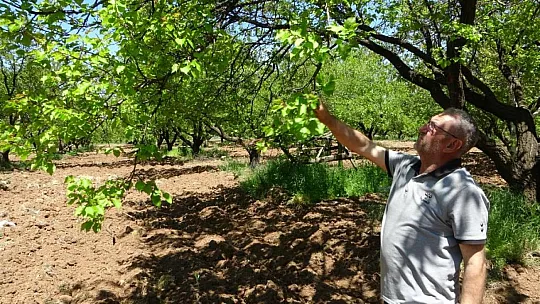 Kayısı, Düşük Rekolte Tehlikesiyle Karşı Karşıya