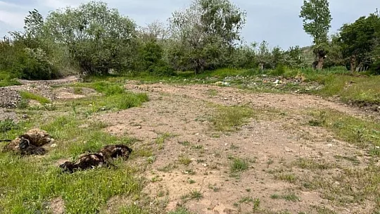 Elazığ'da Ağıla Giren Kurt Sürüsü, Bütün Koyunları Telef Etti