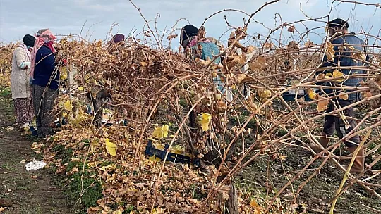 Elazığ'daki Üzüm Bağlarında Kış Hasadı