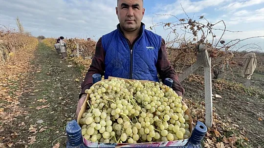 Elazığ'daki Üzüm Bağlarında Kış Hasadı