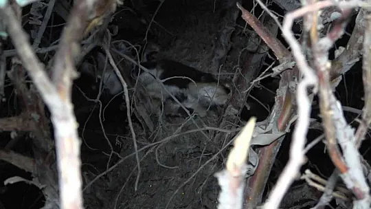 Ağaçta mahsur kalan yavru kedi için ekipler seferber oldu