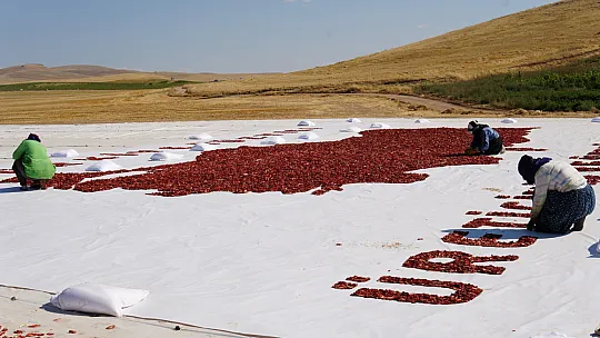 Elazığ'ın Domatesi Sanata Dönüştü