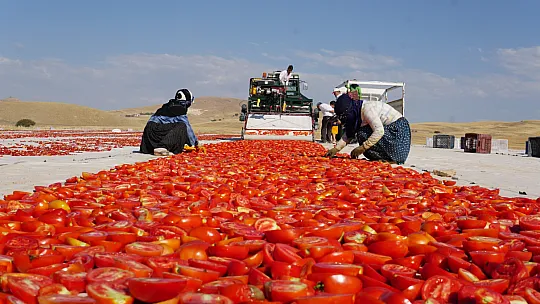 Elazığ'ın Domatesi Sanata Dönüştü