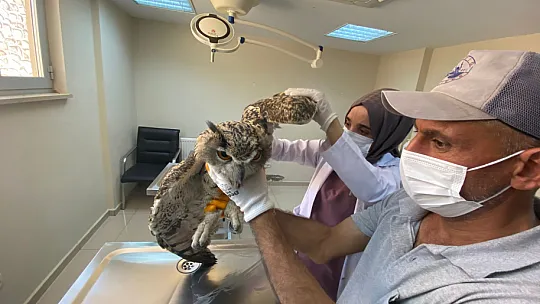 Nesli Tükenmekte Olan Kulaklı Orman Baykuşu Elazığ'da