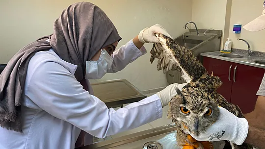 Nesli Tükenmekte Olan Kulaklı Orman Baykuşu Elazığ'da