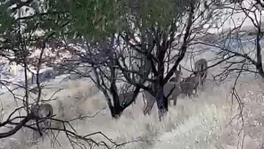 Elazığ'da Dağ Keçileri Sürü Halinde Görüntülendi