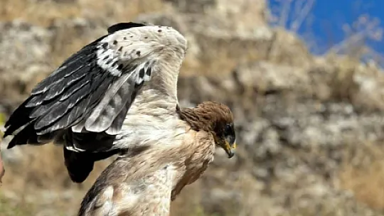 Yaralı Halde Bulunan Kartal Tedavi Altına Alındı