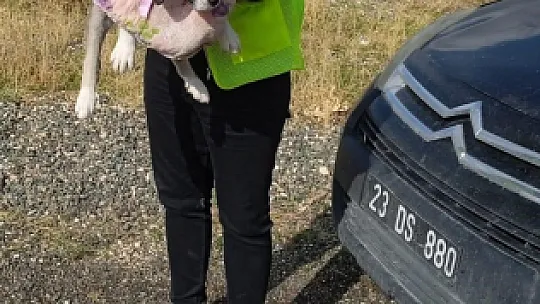 Yaralı Halde Bulunan Yavru Köpek Tedavi Altına Alındı