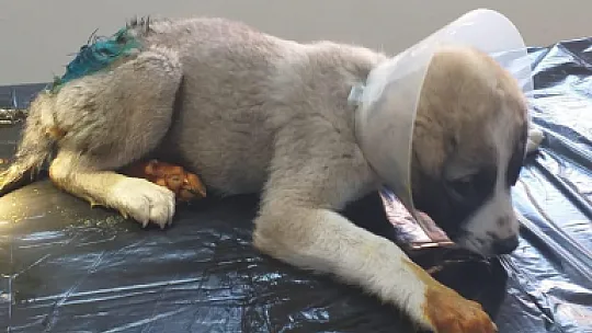 Yaralı Halde Bulunan Yavru Köpek Tedavi Altına Alındı