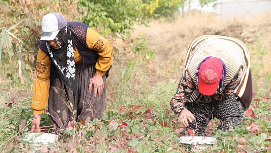 Elazığ'da Son Hasat Kilosu 50 Liradan Alıcı Buluyor