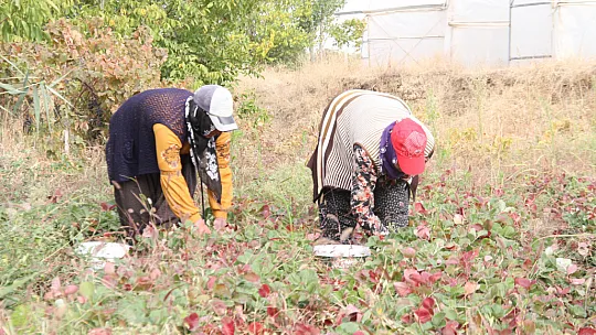 Elazığ'da Son Hasat Kilosu 50 Liradan Alıcı Buluyor