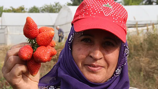Elazığ'da Son Hasat Kilosu 50 Liradan Alıcı Buluyor