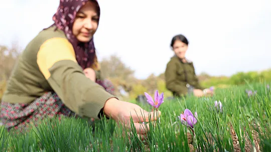 Deneme Amaçlı Başladı, Kilosu 200 Bin Liraya Satılıyor