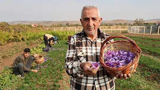 Deneme Amaçlı Başladı, Kilosu 200 Bin Liraya Satılıyor