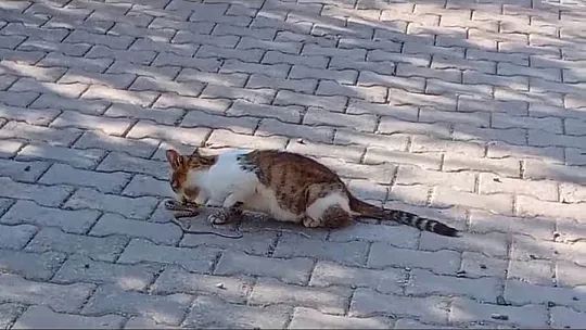 Yılanı Gözüne Kestiren Kedi Savaşın Galibi Oldu