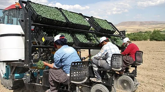 Elazığ'da ihracatın kızıl yıldızının fideleri toprakla buluştu