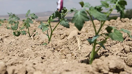 Elazığ'da ihracatın kızıl yıldızının fideleri toprakla buluştu