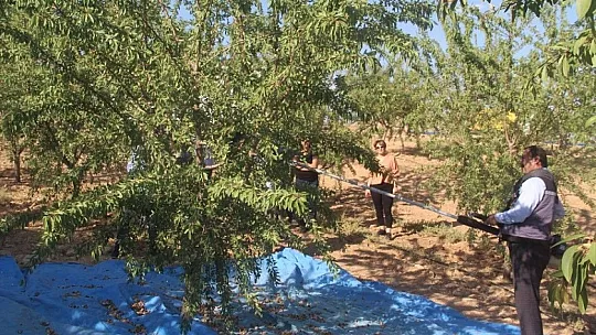 Elazığ'da 'organik badem hasat etkinliği' düzenlendi