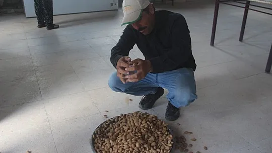 Elazığ'da 'organik badem hasat etkinliği' düzenlendi