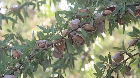 Elazığ'da 'organik badem hasat etkinliği' düzenlendi