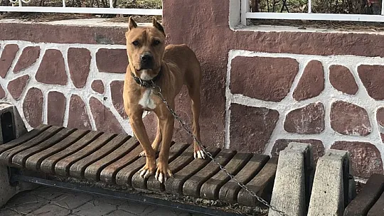 Çocuk parkında pitbull gezdiriyordu, cezayı duyunca kendi elleri ile teslim etti