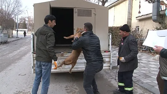 Çocuk parkında pitbull gezdiriyordu, cezayı duyunca kendi elleri ile teslim etti