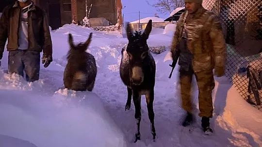 Elazığ'da donmak üzere olan hayvanlar kurtarıldı