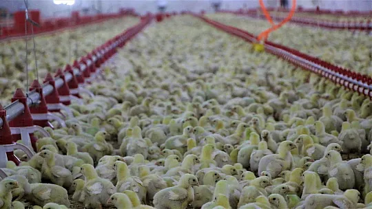 Şehir Hayatından Sıkıldı, Devletten Aldığı Destek İle Köye Dönüp Çiftlik Kurdu