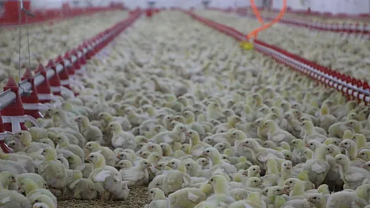 Şehir Hayatından Sıkıldı, Devletten Aldığı Destek İle Köye Dönüp Çiftlik Kurdu