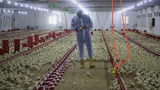 Şehir Hayatından Sıkıldı, Devletten Aldığı Destek İle Köye Dönüp Çiftlik Kurdu