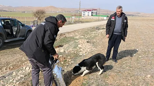 İl Özel İdaresi Sokak Hayvanlarını Unutmadı